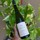 Prager Achleiten Gruner Veltliner Smaragd Wachau 2018 - View 1